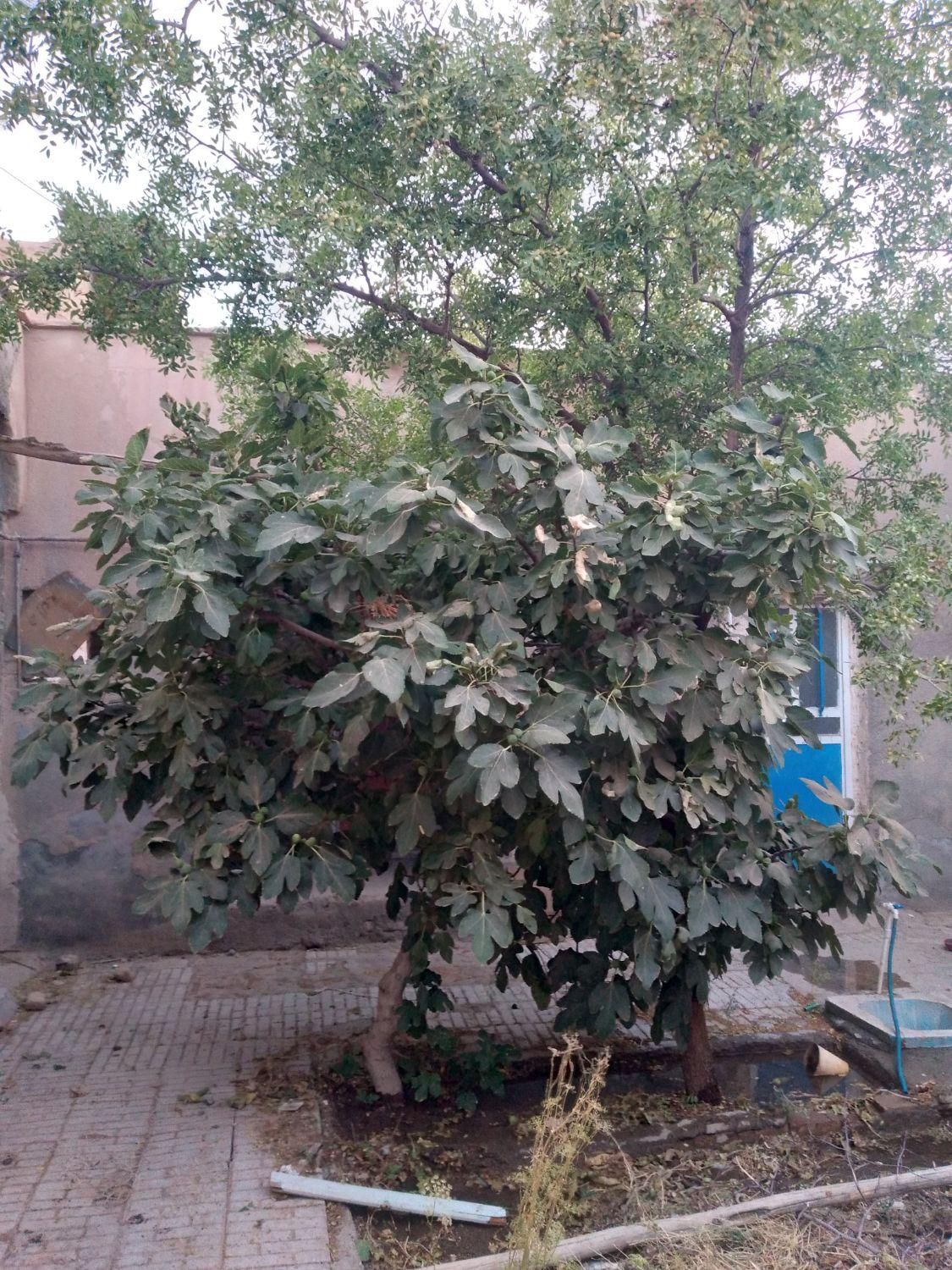 تصویر 2