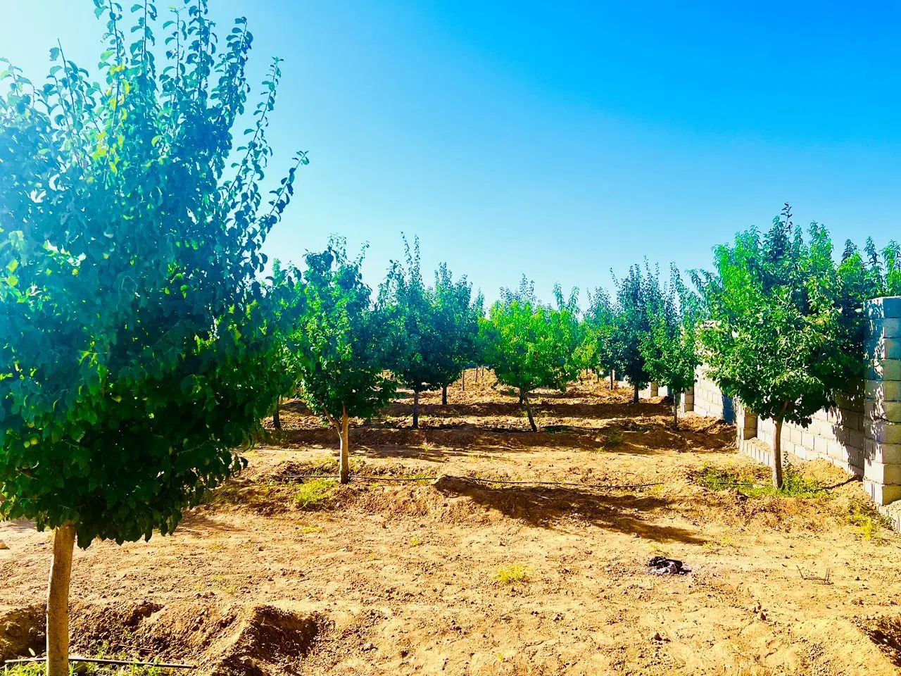 باغ درخت میوه شاهنامه گوارشک دیاکو خودرو برقی|فروش خانه و ویلا|مشهد, توس فردوسی|دیوار