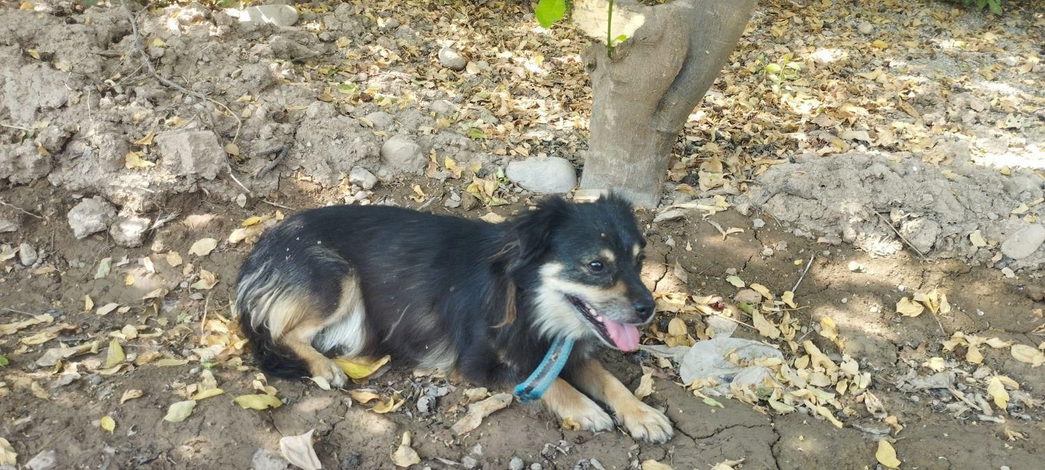 سگ پاکوتاه زرنگ و حرف گوش کن|سگ|دزفول, |دیوار