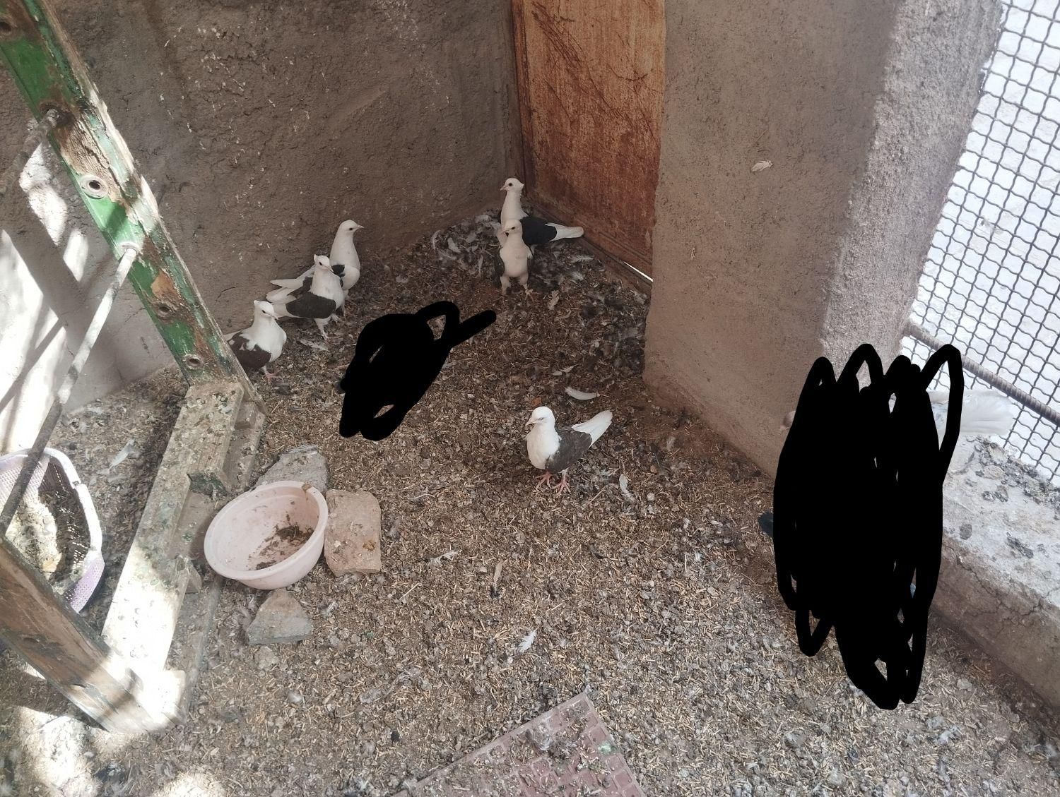 کفتر یا کبوتر|پرنده|رفسنجان, |دیوار