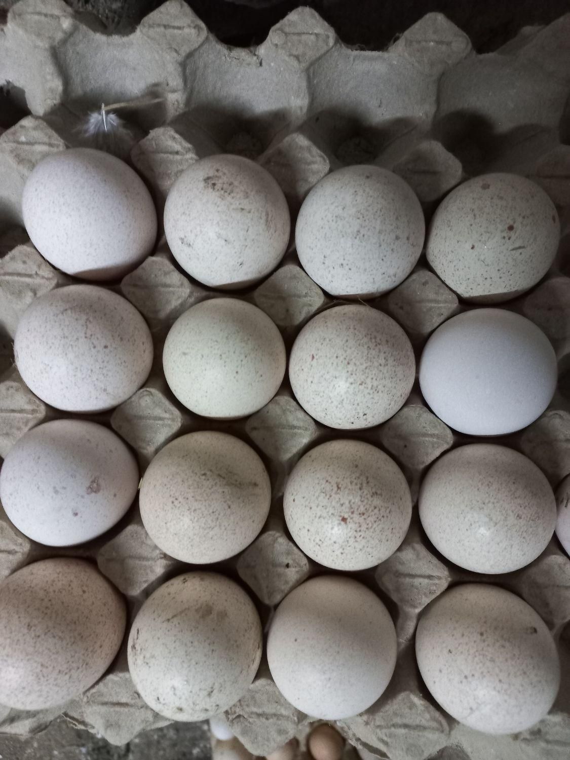 تخم بوقلمون محلی|حیوانات مزرعه|لاهیجان, یوسف آباد|دیوار