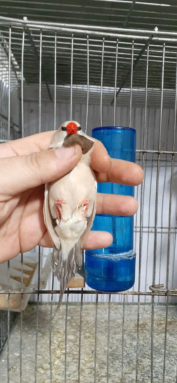 فنچ کرواتی فنچ ستاره ای فنچ بنگالی فنچ گلدین  زبرا|پرنده|کرج, ساسانی (قلمستان)|دیوار