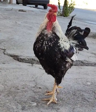 دو عدد خروس پاپر محلی و مرغ زینتی سالم و سر حال|حیوانات مزرعه|صحنه, |دیوار