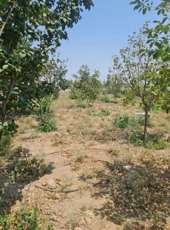 ۲۵۰متر باغچه سهیلیه زعفرانیه اقبالیه دولت اباد|فروش زمین و ملک کلنگی|کرج, مهرویلا جنوبی|دیوار