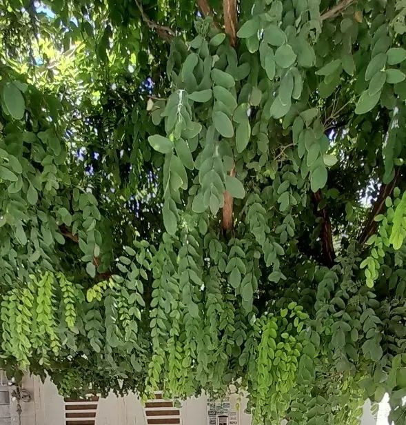 ۱۶۰ متر ویلایی دربست دوبلکس پارکینگ دار ۳ خواب|اجارهٔ خانه و ویلا|مشهد, شفا|دیوار