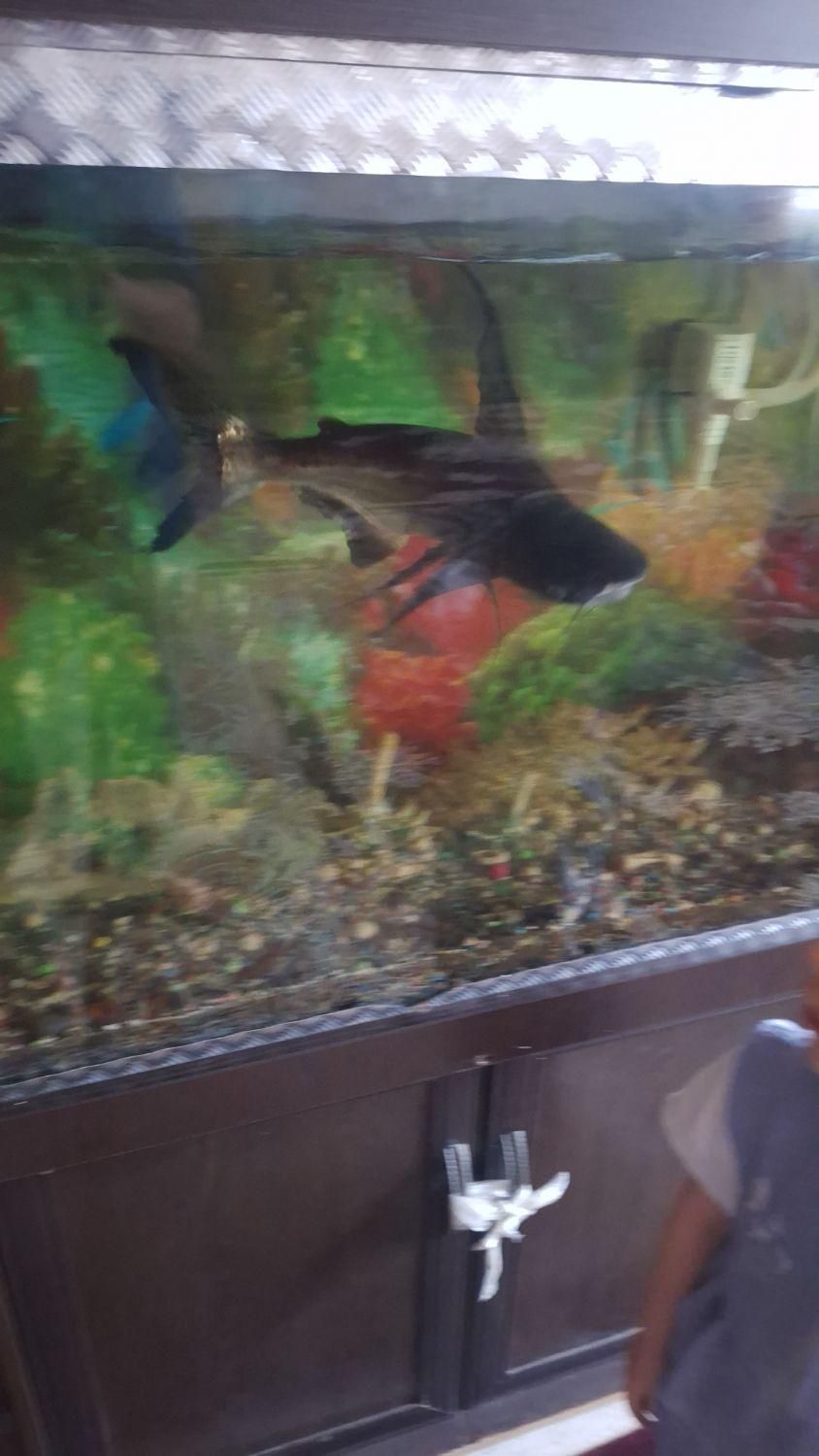 آکواریوم وماهی باتمام وسایل|ماهی|ورامین, ورامین|دیوار