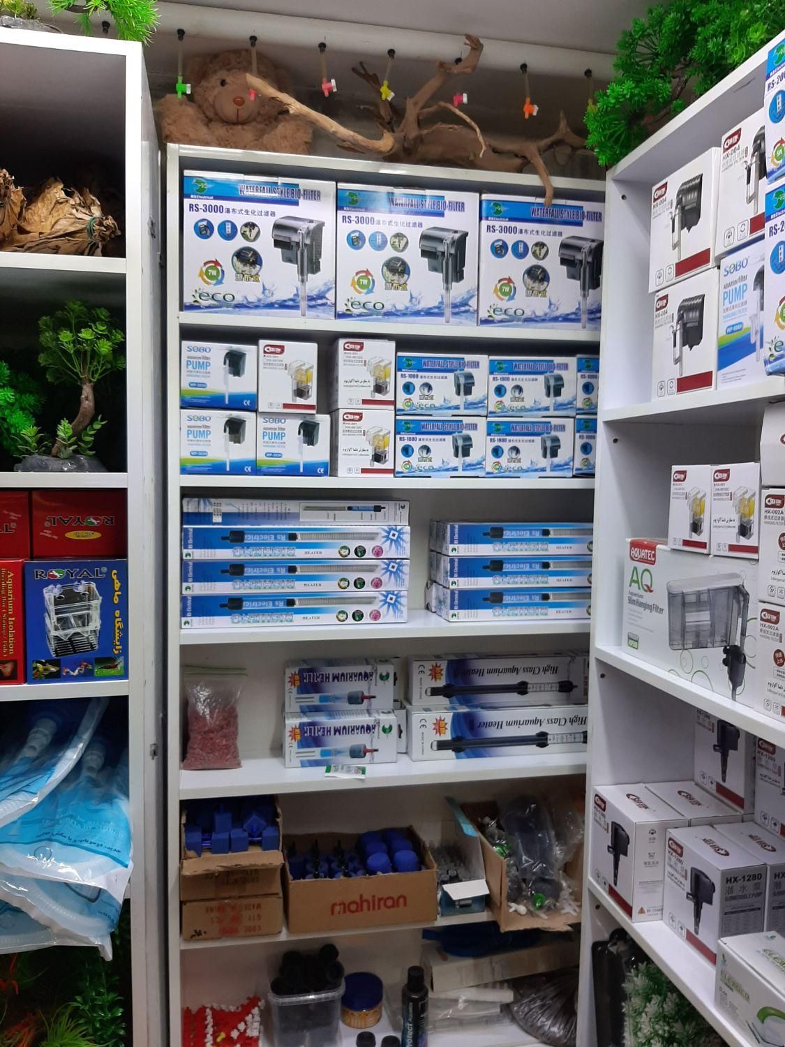 انواع تجهیزات اکواریوم و ماهی|ماهی|اصفهان, هفتون|دیوار