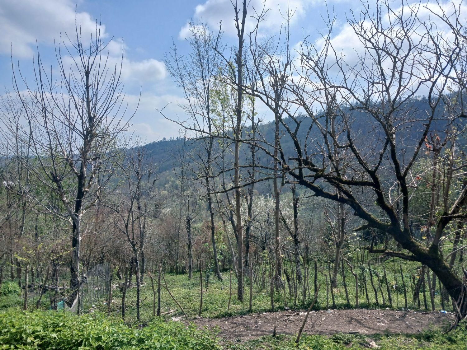 زمین مسکونی در بهشت گیلان معاوضه با خودرو|فروش زمین و ملک کلنگی|اطاقور, |دیوار