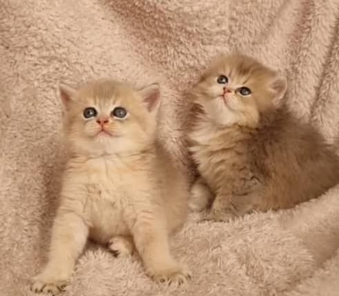 مجموعه گربههای اصیل (اسکاتیش/پرشین/بریتیش)|گربه|اصفهان, جلفا|دیوار