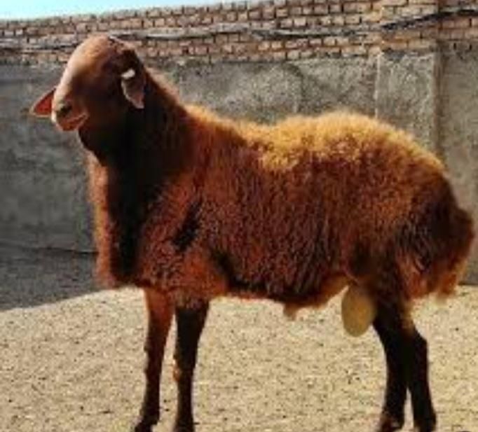 فروش و ذبح گوسفند|خدمات پذیرایی، مراسم|نیشابور, فردوسی جنوبی|دیوار