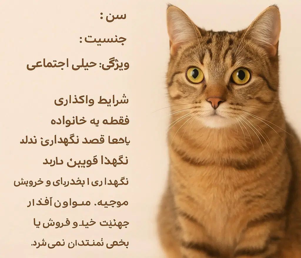 یک جفت گربه ی مهربون|گربه|تهران, پاسداران|دیوار