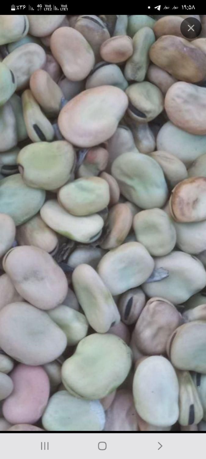 باقالا|خوردنی و آشامیدنی|فسا, |دیوار