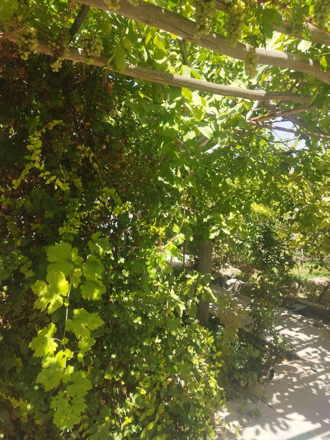 باغ حدود۳۰۰متردرمحمدابادبوستان زندگی|فروش خانه و ویلا|نجف‌آباد, دفاع مقدس|دیوار