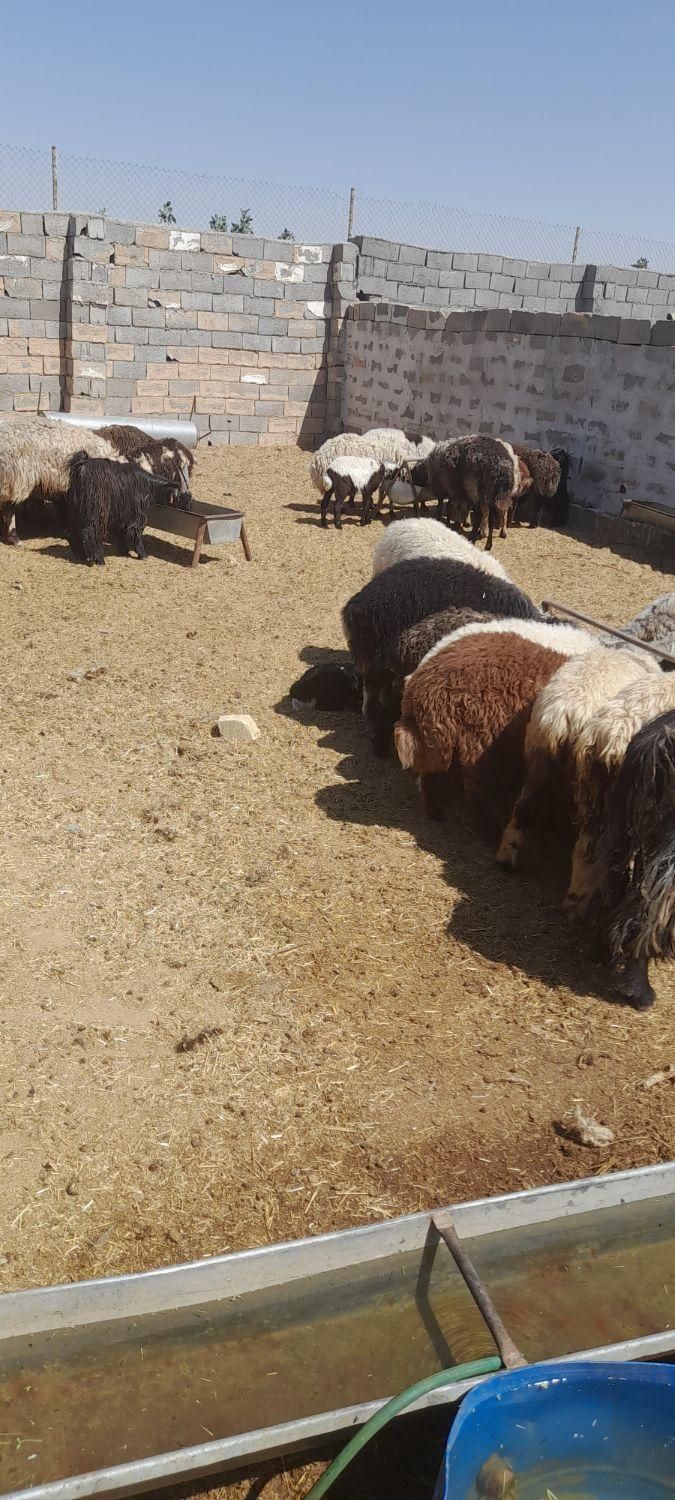 خرید وفروش میش بره قوچ بز بزغاله درشاهین شهر گرگاب|حیوانات مزرعه|شاهینشهر, گرگاب|دیوار