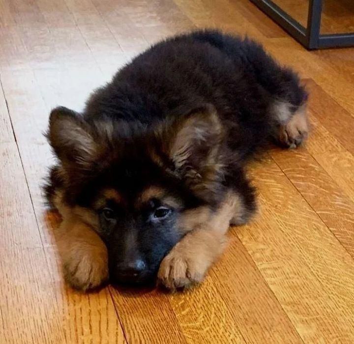 توله سگ ژرمن شولاین موبلند حرفه ای|سگ|کرج, عظیمیه|دیوار