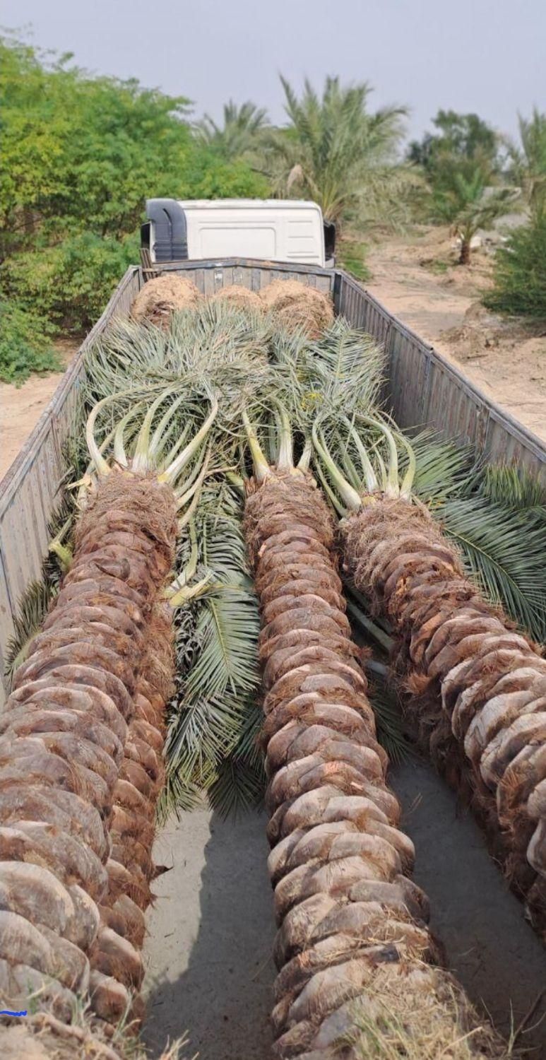 ارسال  نخل تنه دار از نخلستان|خدمات باغبانی و درختکاری|محلات, |دیوار