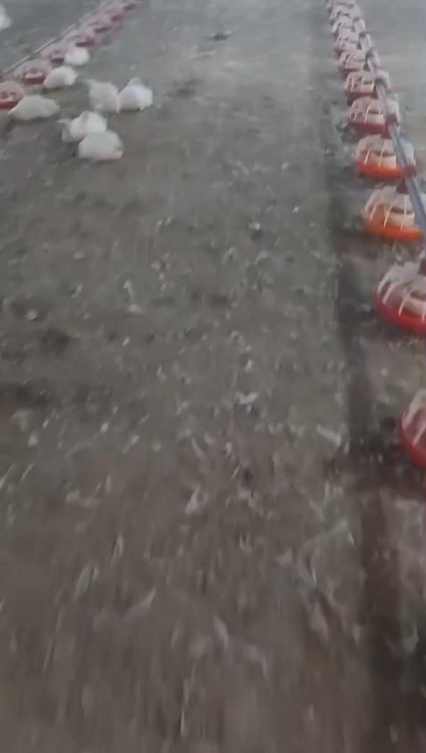 خرم آباد کود مرغی|خدمات باغبانی و درختکاری|خرم‌آباد, |دیوار