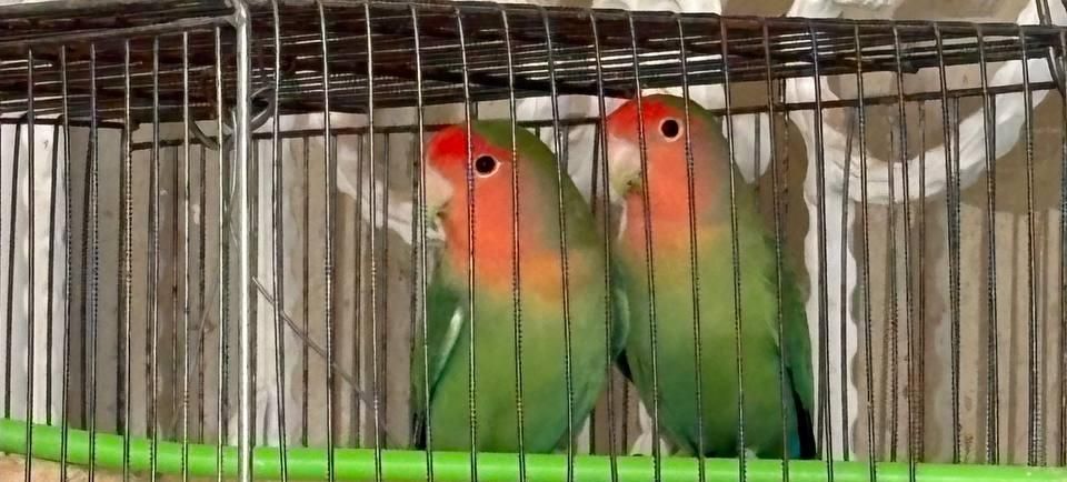 کوتوله صورت هلویی تو پر و سالم|پرنده|قم, انسجام|دیوار