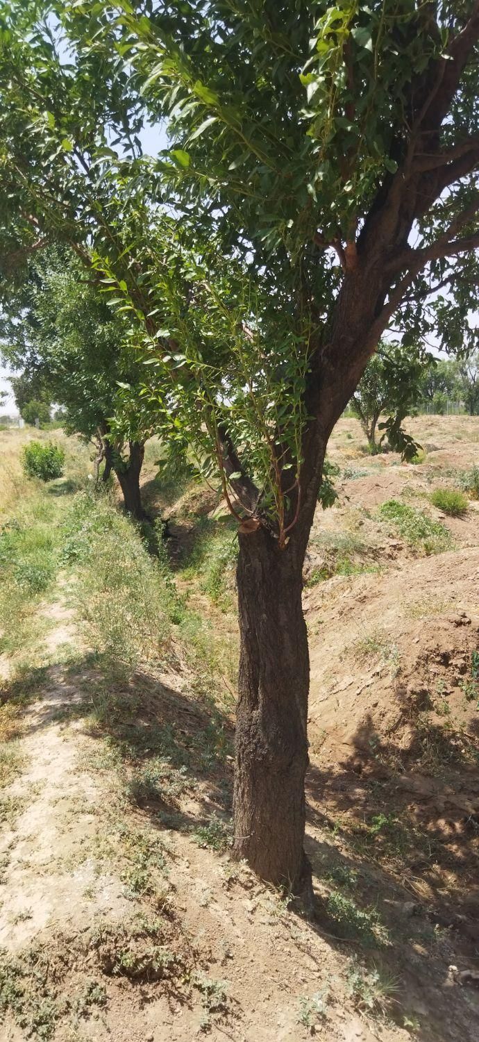 نیم هکتارباغ انگورفاصله بامنطقه مسکونی 1000متر|فروش دفتر صنعتی، کشاورزی، تجاری|تاکستان, |دیوار