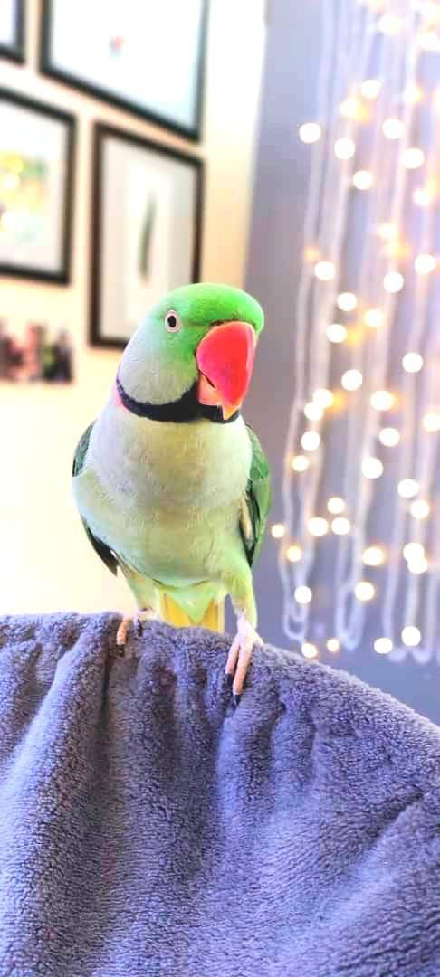 پادگان پرندگان انواع طوطیسانان سخنگو رام|پرنده|تهران, جیحون|دیوار