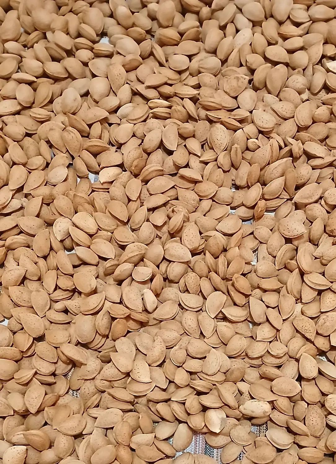 فروش ویژه  بادام درختی  تازه و درجه یک|خوردنی و آشامیدنی|تهران, تهرانپارس غربی|دیوار