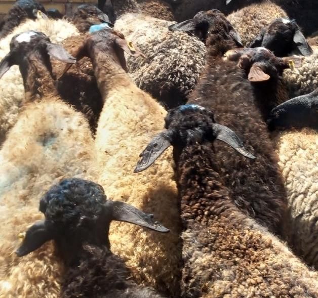 گوسفندوبره نرشالی ومغان|حیوانات مزرعه|قزوین, |دیوار