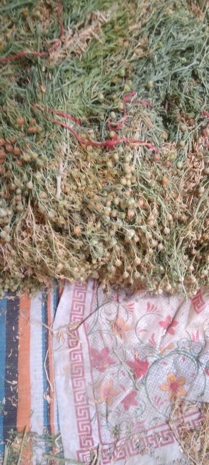اسفند اسپند تازه ۱۴۰۴|گل و گیاه طبیعی|تهران, آبشار تهران (دریاچه)|دیوار
