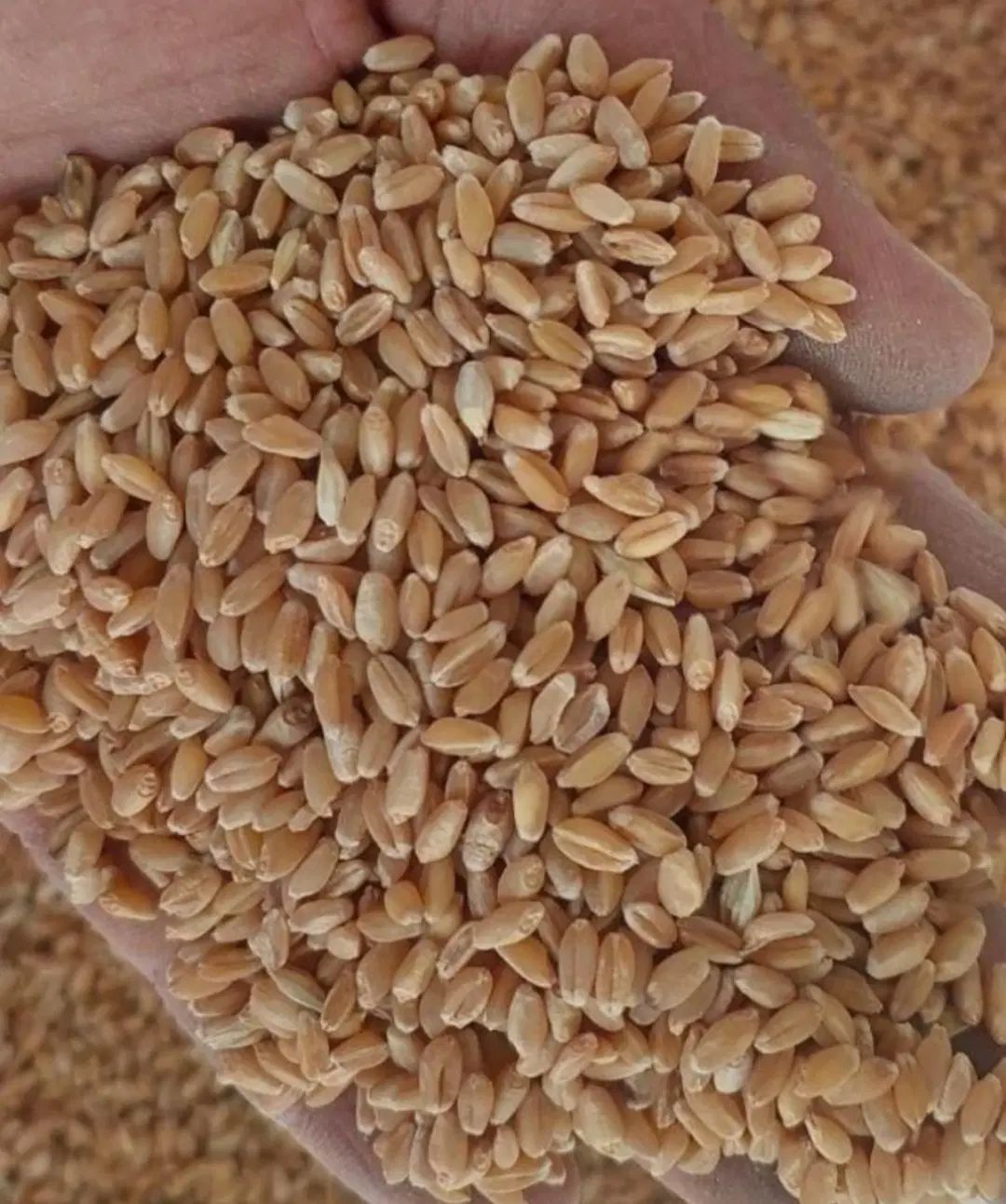 گندم|خدمات باغبانی و درختکاری|شوشتر, |دیوار