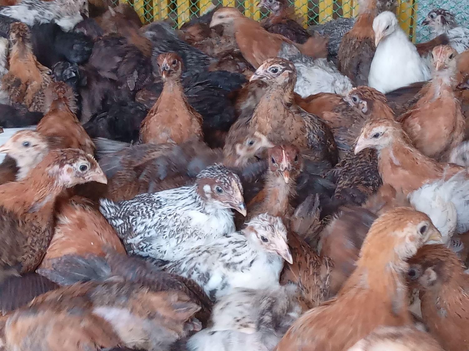 ارزانسرای جوجه محلی مرغ بوقلمون|حیوانات مزرعه|زابل, |دیوار