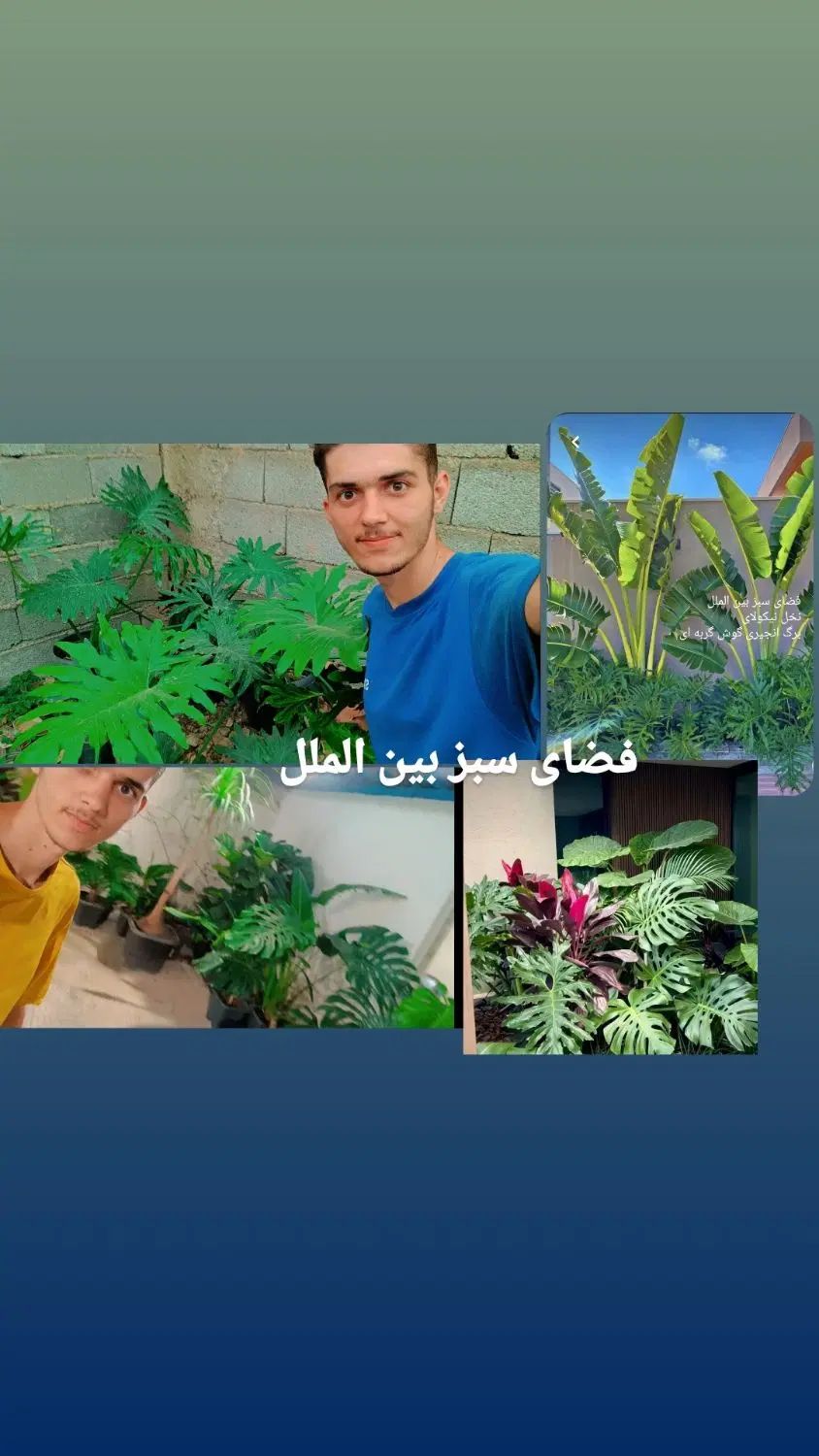 اجرای فضای سبز|خدمات باغبانی و درختکاری|تهران, تجریش|دیوار