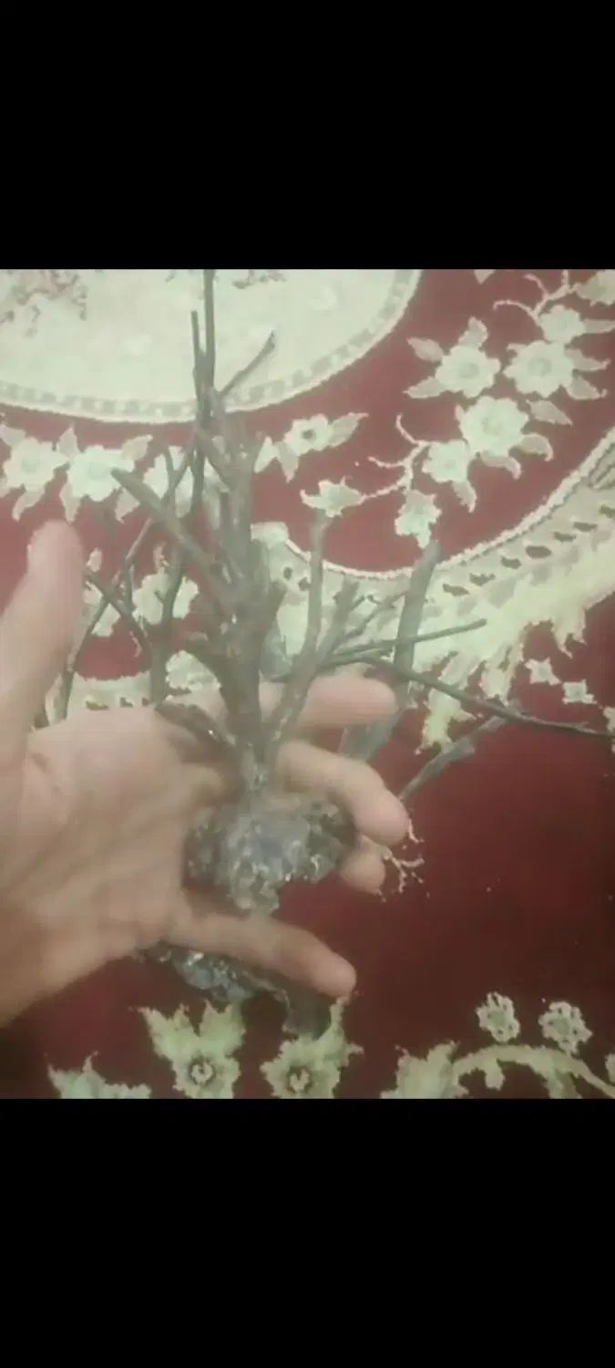 چوب یسر|جواهرات|تهران, آسمان|دیوار