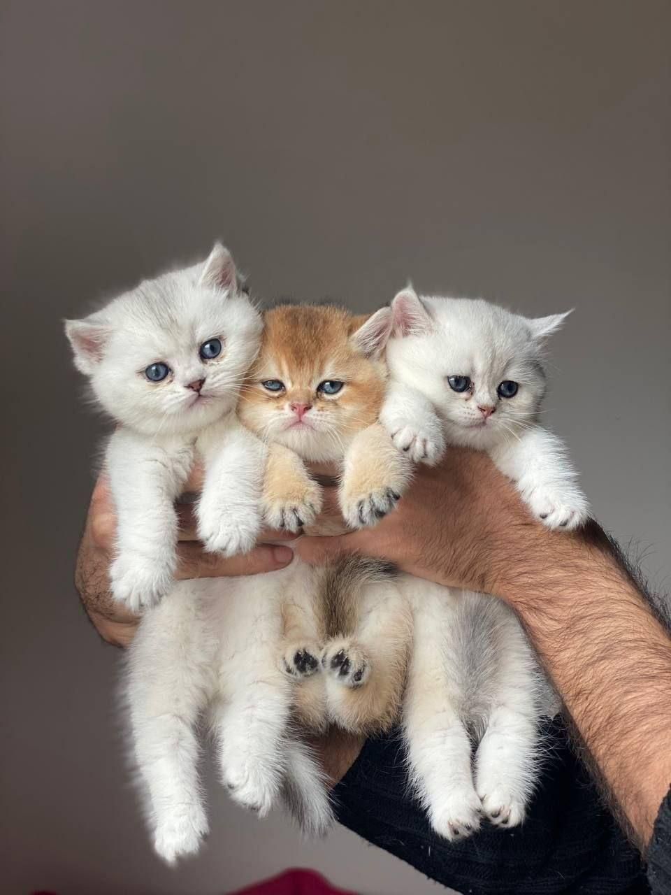 بچه گربه بریتیش شنگول منگول|گربه|اهواز, زیتون کارمندی|دیوار