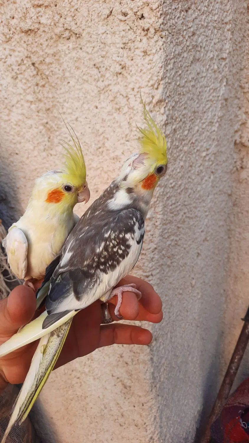 ۲جفت عروس هلندی مولد دستی سخنگو .سهره.انگشتر|پرنده|کرمانشاه, |دیوار