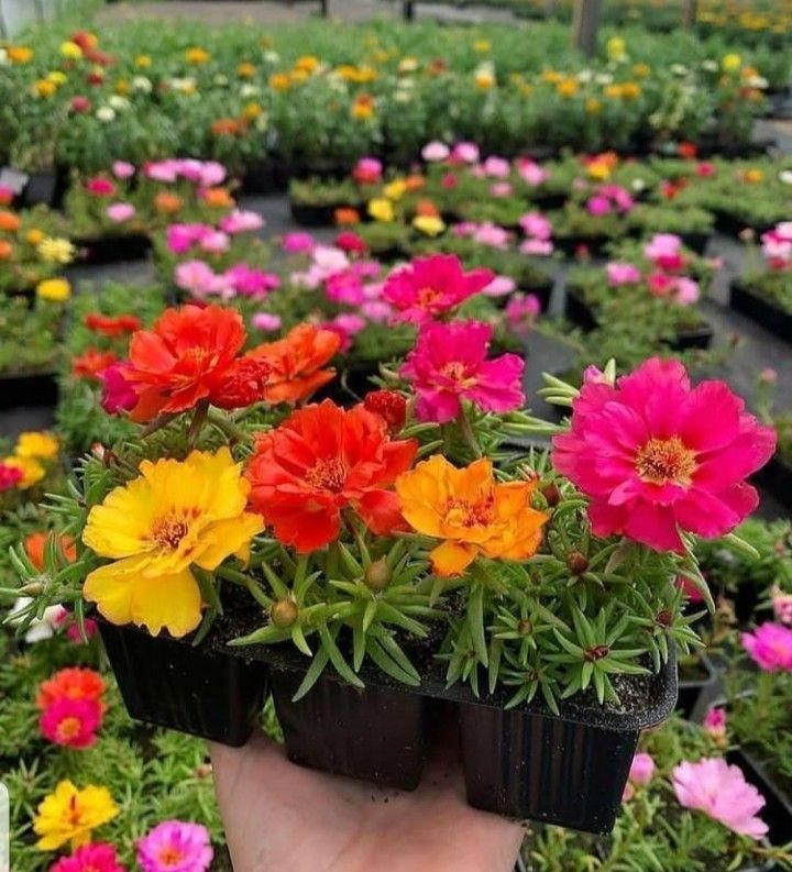 بذر/فضای سبز/سبزیجات/شهرداری/باغچه|گل و گیاه طبیعی|تهران, پونک|دیوار