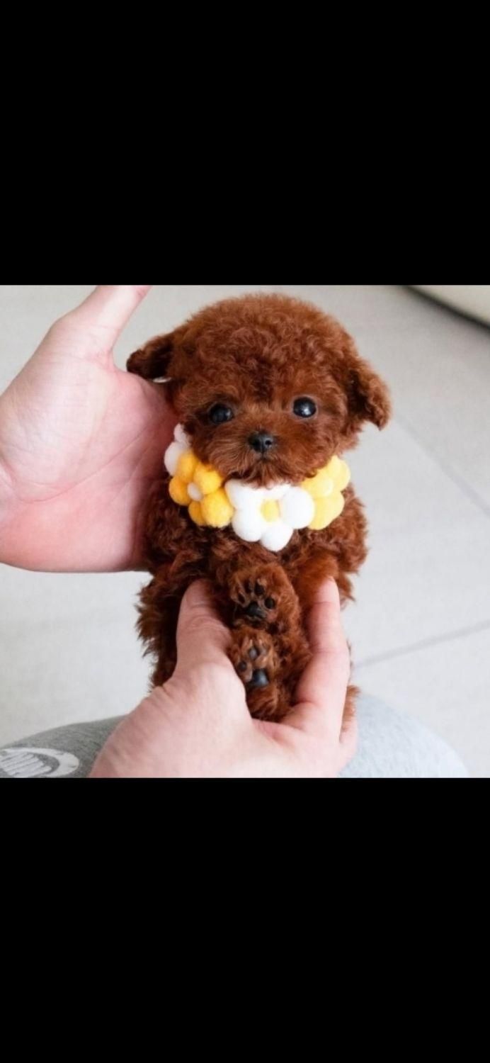 واگذاری سگ توله پودل اصیل زیبا|سگ|کرمان, |دیوار