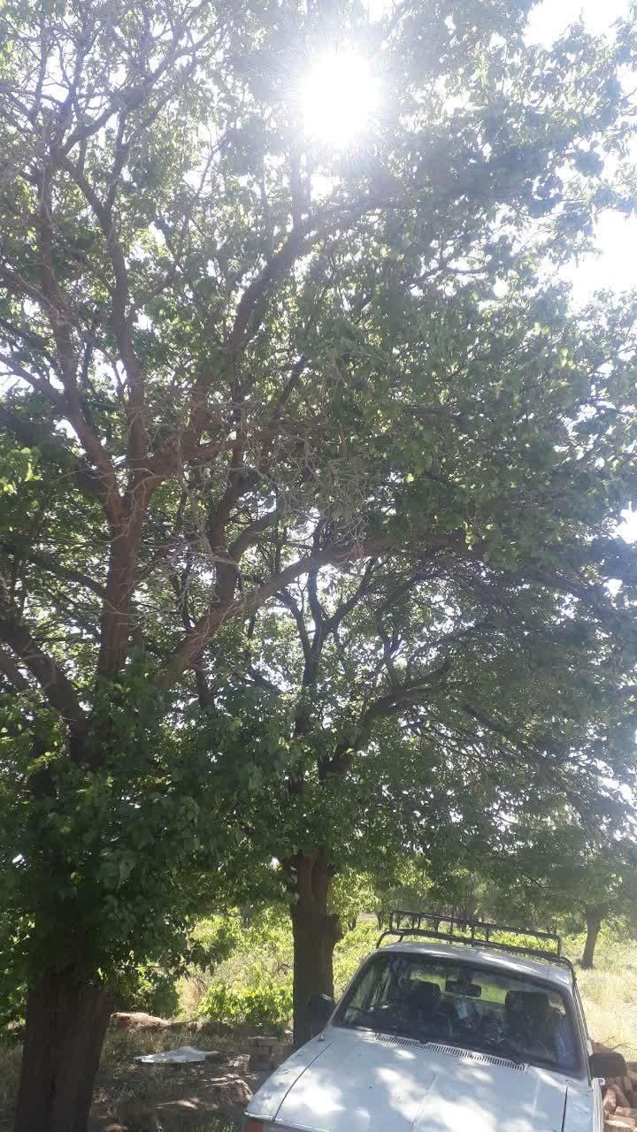 باغ انگور کنار جاده اصلی|فروش زمین و ملک کلنگی|ملایر, |دیوار