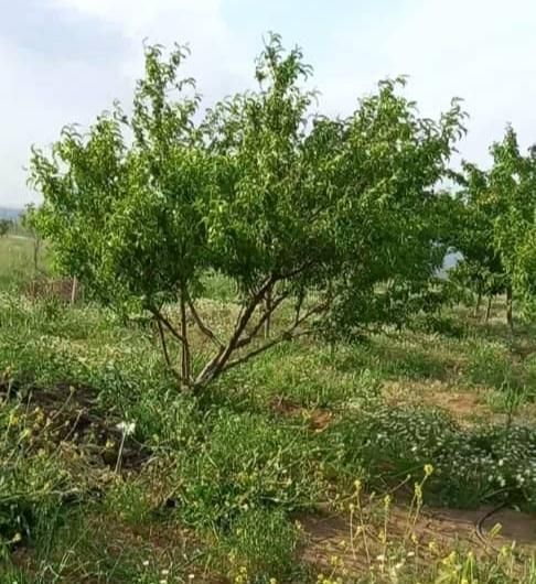 فروش باغ 1000 متری دورود لرستان|فروش زمین و ملک کلنگی|دورود, |دیوار