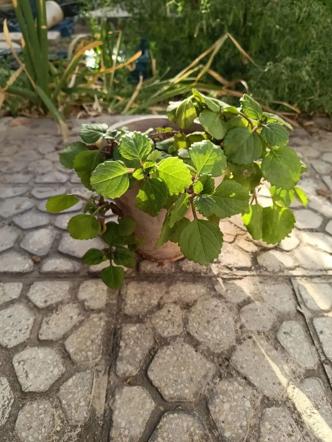 گل گوشواره ای زیبا|گل و گیاه طبیعی|اصفهان, طامه|دیوار