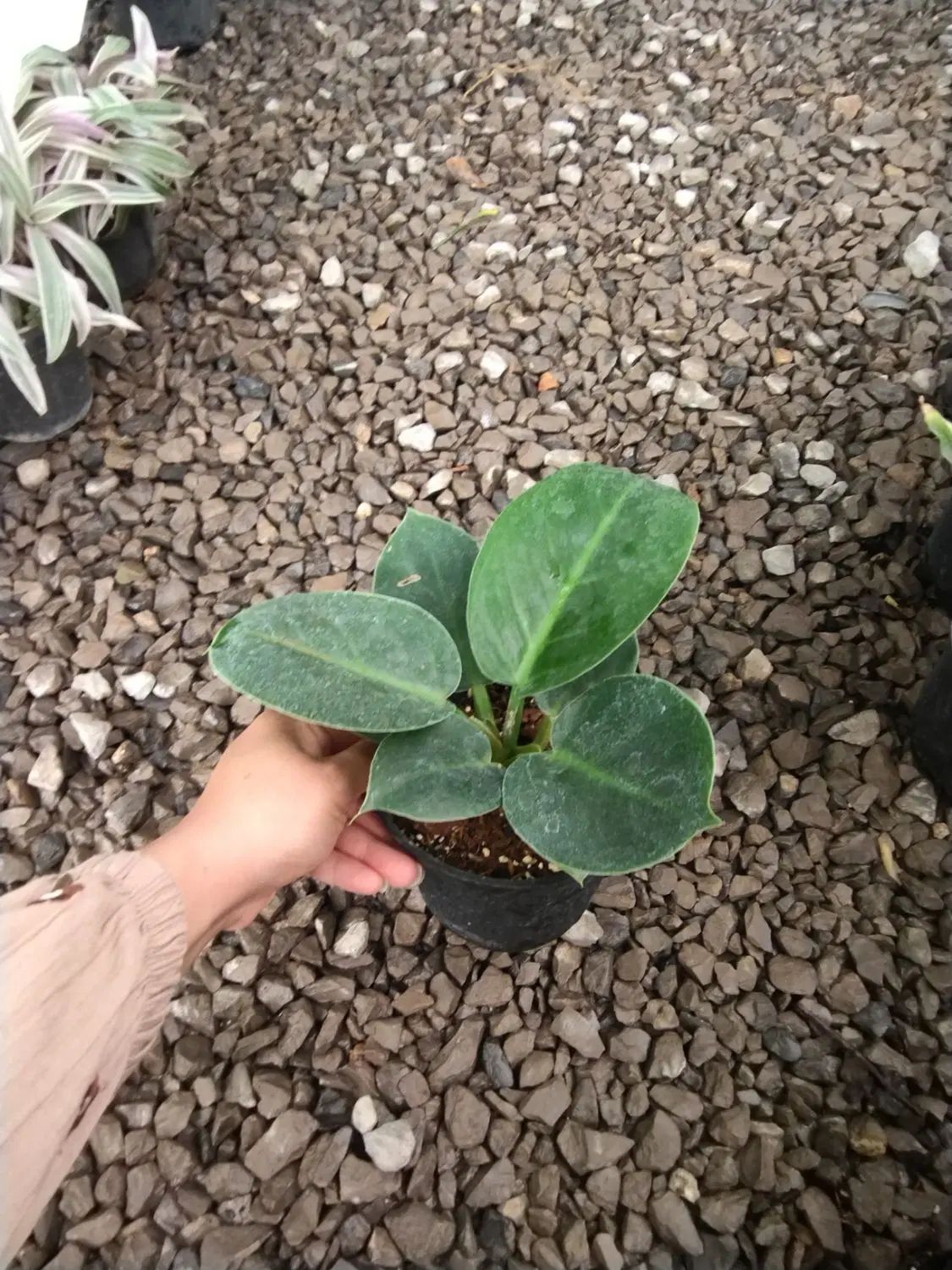۷مدل فیلودندرون برکین بلک رشته ای کنگره چماقی|گل و گیاه طبیعی|مرودشت, استادیوم‎|دیوار