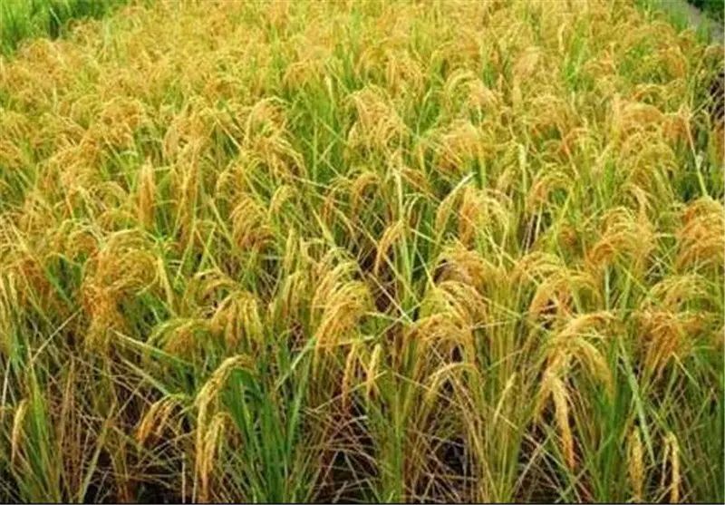 برنج گیلان،هاشمی،دم سیاه،صدری|خوردنی و آشامیدنی|تهران, شهرک غرب|دیوار