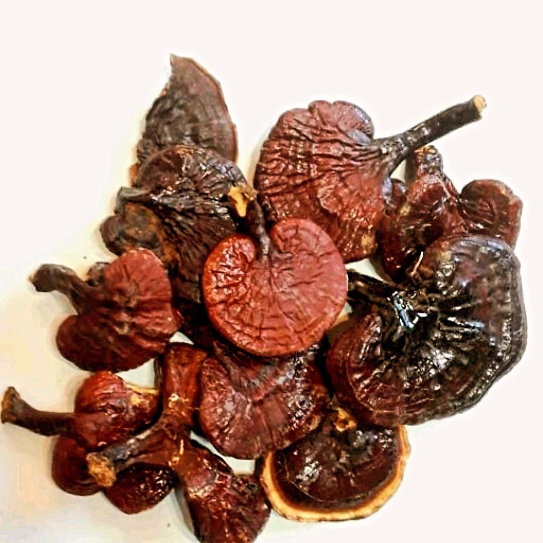 قارچ گانودرمای قرمز، خشک، وارداتی و پرورشی|خوردنی و آشامیدنی|تهران, نارمک|دیوار