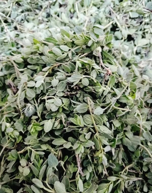پلنگ مشک|خوردنی و آشامیدنی|رودبار, |دیوار