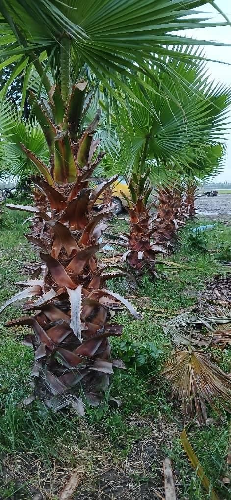 نخل پالم|گل و گیاه طبیعی|اهواز, سلطانمنش|دیوار