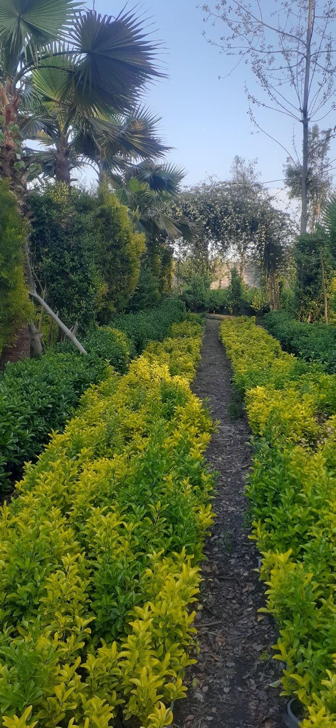 شمشاد طلایی و سبز تعداد بالا زیبا با گلدان|گل و گیاه طبیعی|سیاهکل, |دیوار