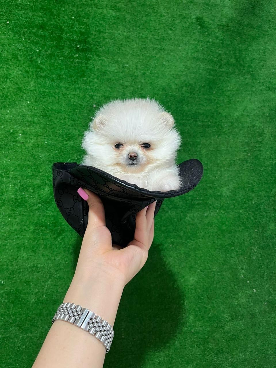 سگ فانتزی آپارتمانی|سگ|تهران, جمهوری|دیوار