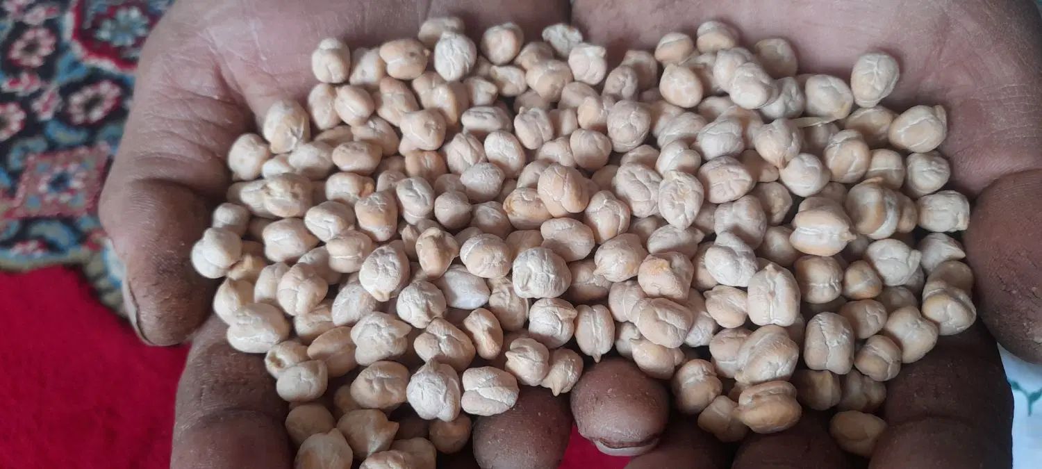 نخود دانه درشت درجه یک|خوردنی و آشامیدنی|کرج, برغان|دیوار