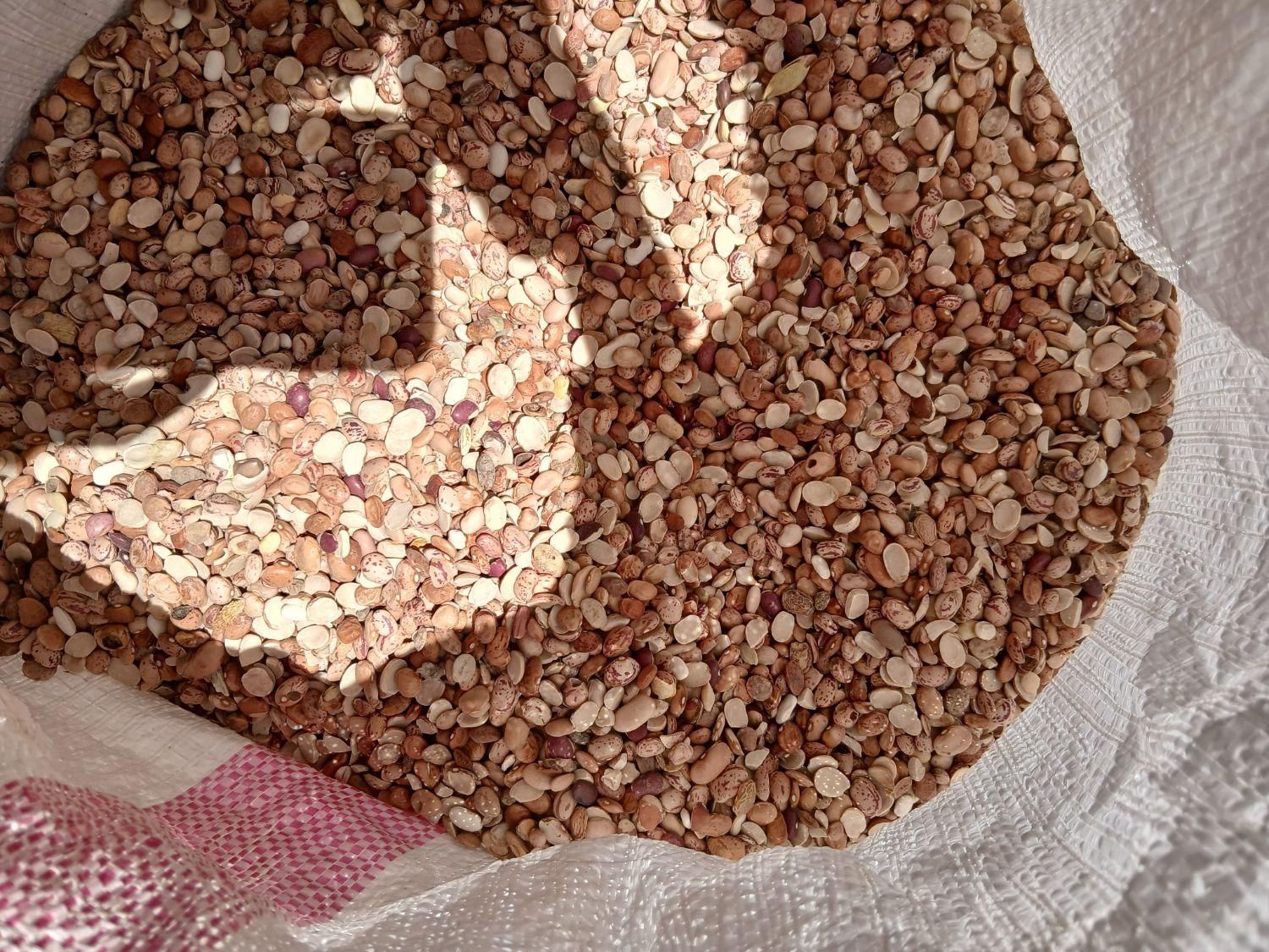 لوبیاچیتی لپه|خوردنی و آشامیدنی|شیراز, ده پیاله|دیوار