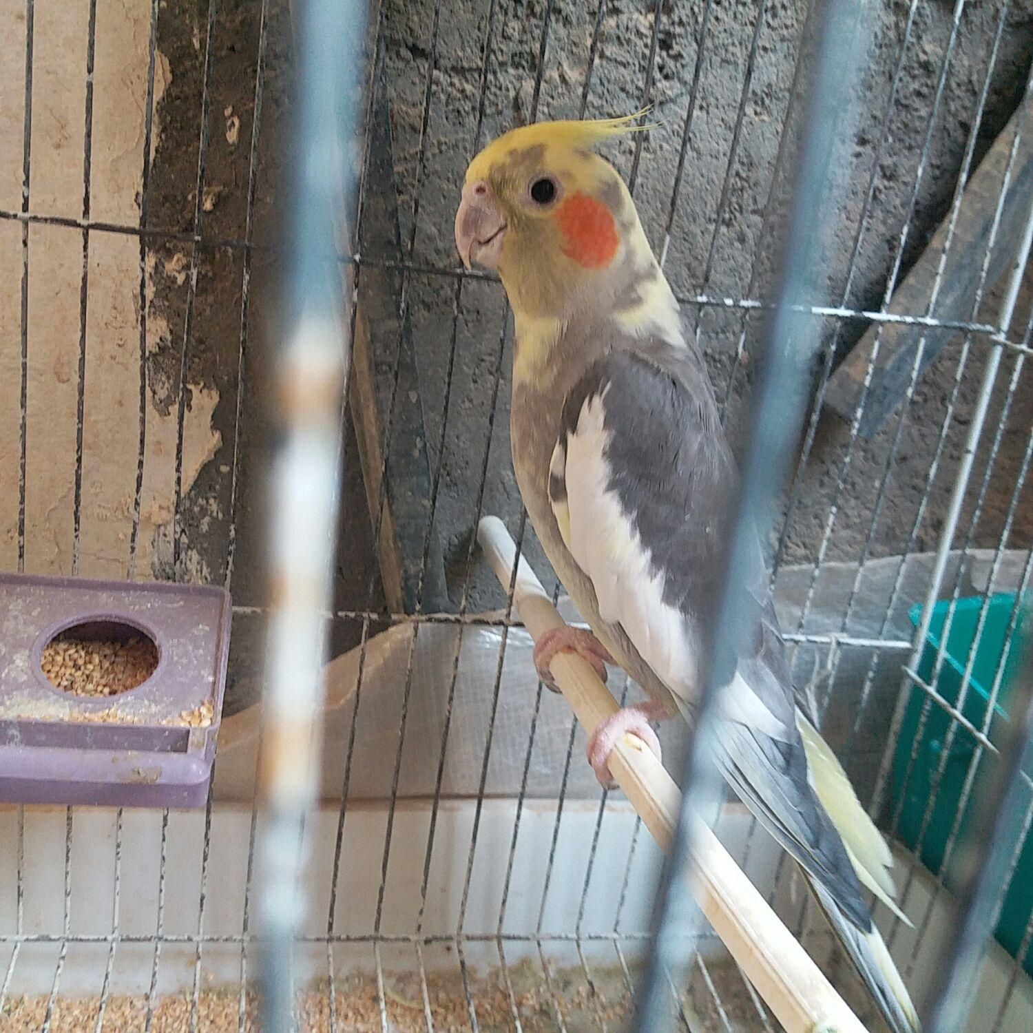 عروس هلندی|پرنده|زهک, |دیوار