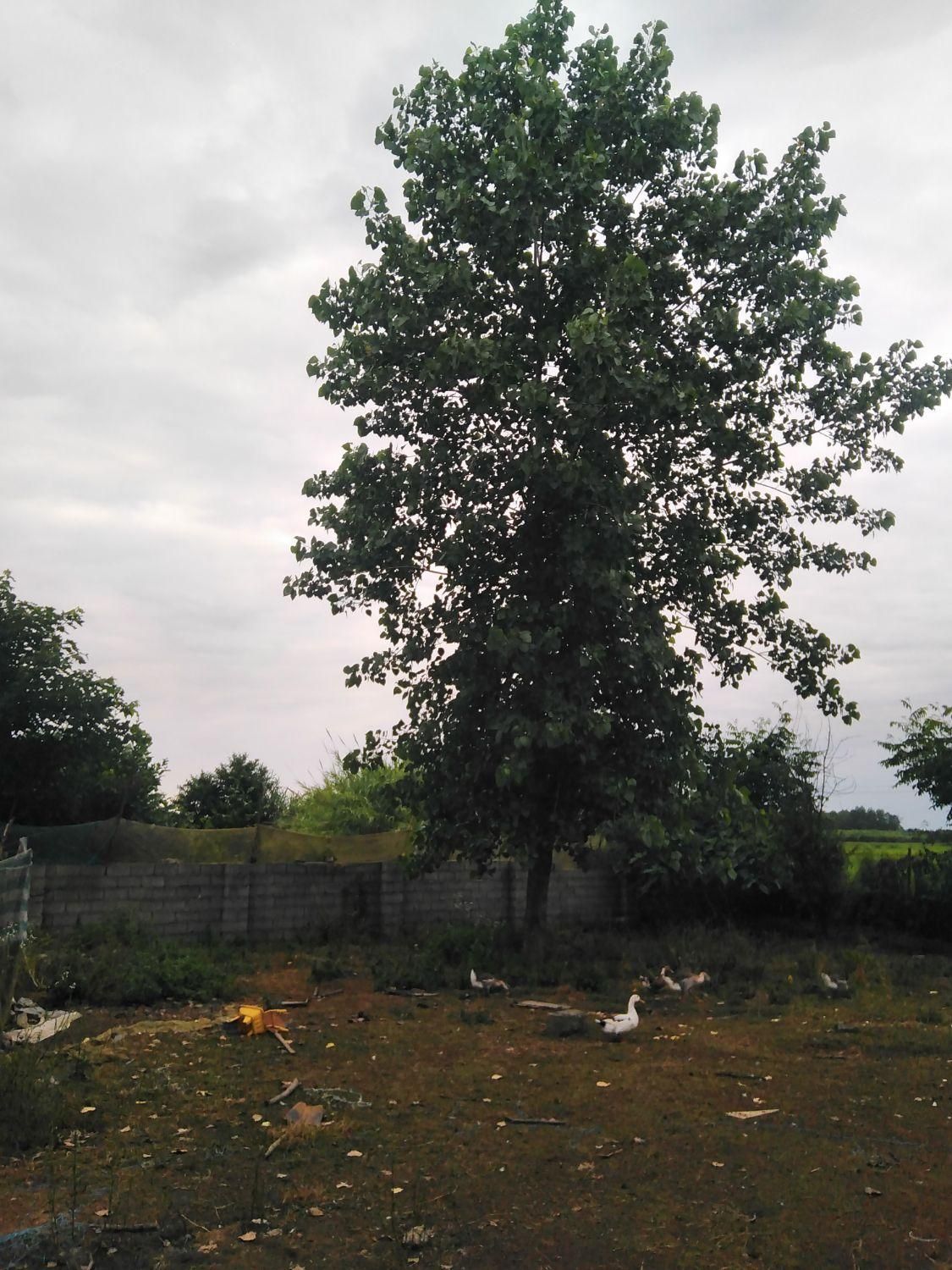 638 متر زمین مسکونی ساحلی در تازه آباد رضوانشهر|فروش زمین و ملک کلنگی|رضوانشهر, |دیوار