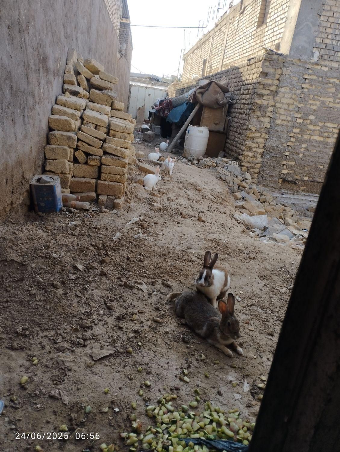 خرگوش نروماده|موش و خرگوش|کرخه, |دیوار